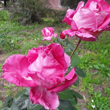 La Casa Delle Rose * Otricoli