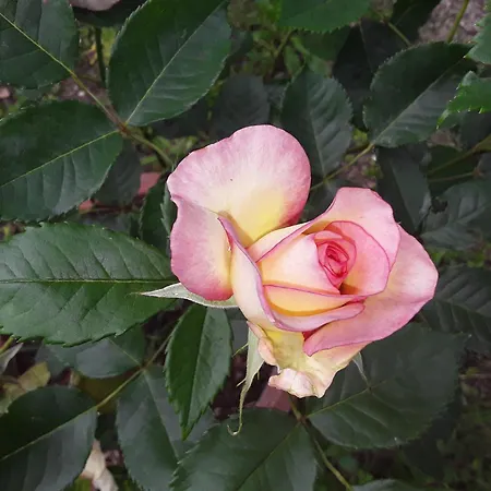 La Casa Delle Rose Otricoli
