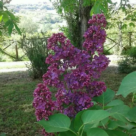 La Casa Delle Rose * Otricoli